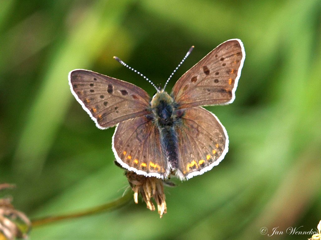 Bruine vuurvlinder, Lycaena  tityrus.JPG